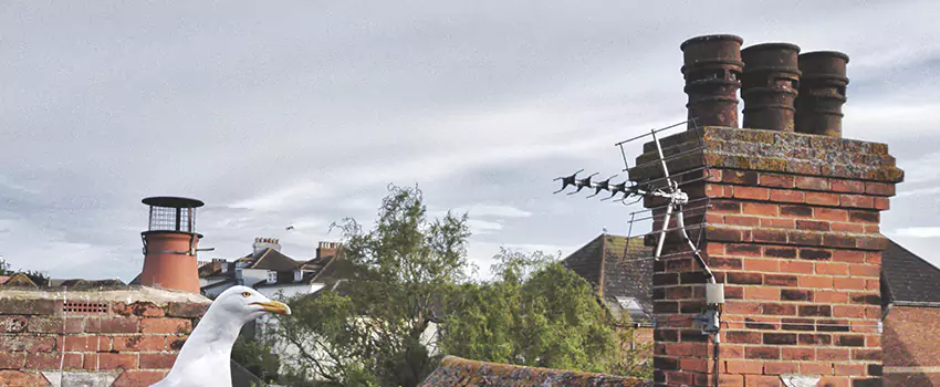 Chimney Cleaning And Restoration in Flowing Wells, Arizona